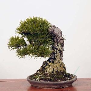 中品盆栽：特選三河黒松*現品 くろまつ　クロマツ　Kuromatsu　｜y-bonsai