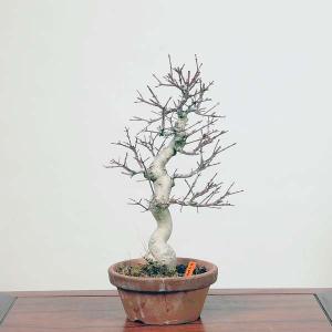 中品盆栽：こまゆみ　現品*コマユミ　Komayumi　｜y-bonsai