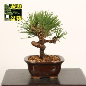 ミニ盆栽：三河黒松【現品】*Kuromatsu【送料無料】｜y-bonsai