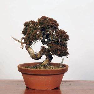 盆栽：特選糸魚川真柏 現品* しんぱく　シンパク Sabina chinesis　Shinpaku bonsai 中品盆栽｜y-bonsai