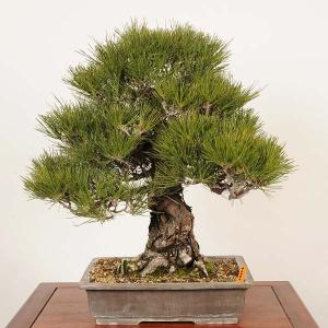 盆栽 特選：三河黒松*現品 一点物 くろまつ クロマツ kuromatsu 大品盆栽 大型ヤマト便配送