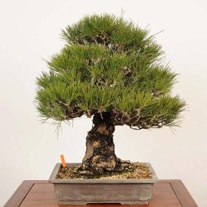 盆栽 特選:三河黒松*現品 一点物 くろまつ ...の詳細画像1