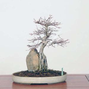 中品盆栽：特選山紅葉石付　現品*山もみじ　モミジ　Momiji｜y-bonsai