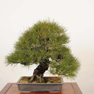 盆栽 特選：三河黒松*現品 一点物 くろまつ クロマツ kuromatsu 大品盆栽 大型ヤマト便配送