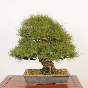 盆栽 特選:三河黒松*現品 一点物 くろまつ ...の詳細画像1