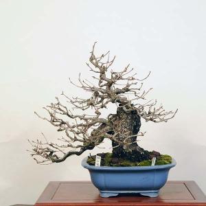 盆栽 特選：山桜(サクラ)　現品 *サクラ  Sakura bonsai【大型ヤマト便配送】 大品盆栽｜y-bonsai