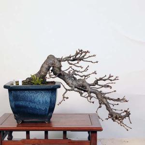 盆栽 特選：山桜(サクラ)　現品 *サクラ  Sakura bonsai【大型ヤマト便配送】 大品盆栽｜y-bonsai