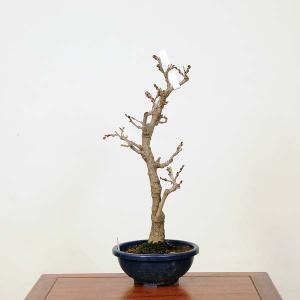 中品盆栽：一才藤　現品　*ふじ　フジ　Fuji｜y-bonsai