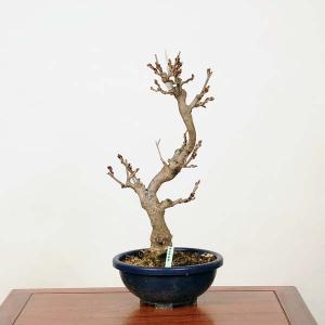 中品盆栽：一才藤　現品　*ふじ　フジ　Fuji｜y-bonsai