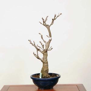 中品盆栽：一才藤　現品　*ふじ　フジ　Fuji｜y-bonsai