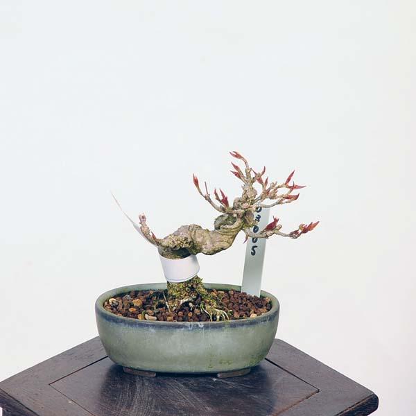 盆栽：楓　現品*かえで　カエデ　Kaede bonsai   Acer ミニ盆栽