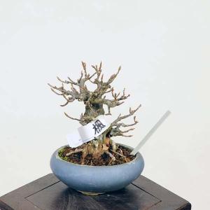 盆栽：楓　現品*かえで　カエデ　Kaede bonsai   Acer ミニ盆栽｜y-bonsai