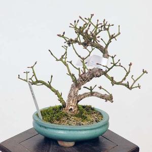 盆栽：こまゆみ　現品*コマユミ　Komayumi bonsai Euonymus alatus　小品盆栽｜y-bonsai