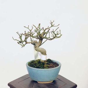 盆栽：こまゆみ　現品*コマユミ　Komayumi bonsai Euonymus alatus　小品盆栽｜y-bonsai