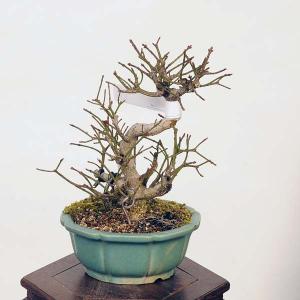 盆栽：こまゆみ　現品*コマユミ　Komayumi bonsai Euonymus alatus　小品盆栽｜y-bonsai