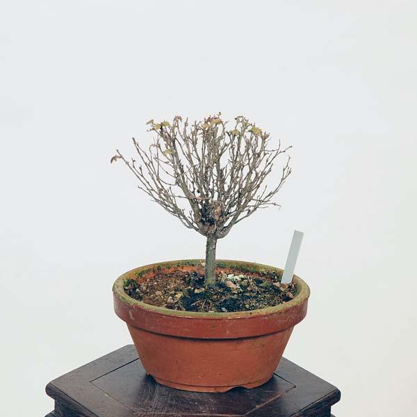 盆栽：欅(けやき)　現品*ケヤキ Zelkova serrata　Keyaki bonsai 小品盆...