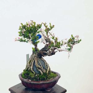 盆栽 特選：雪柳石付(ゆきやなぎ)現品*ユキヤナギ　Yukiyanagi bonsai Spiraea thunbergii小品盆栽｜y-bonsai