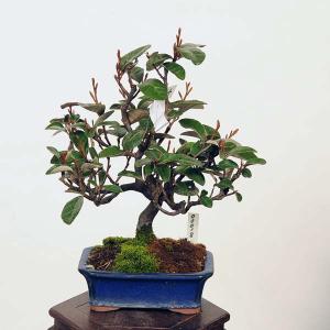盆栽：寒ぐみ　現品*カングミ　Kangumi bonsai Elaeagnus　小品盆栽｜y-bonsai