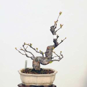 中品盆栽:花梨(かりん)*現品 カリン Karinの詳細画像1