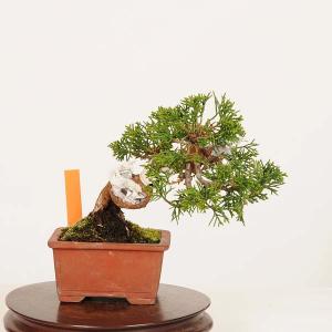 盆栽：特選糸魚川真柏 現品* しんぱく　シンパク Sabina chinesis　Shinpaku bonsai ミニ盆栽