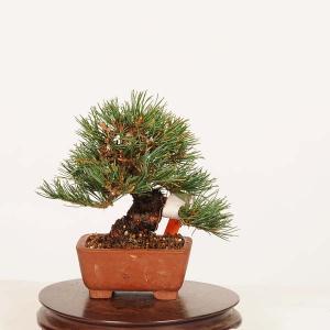 盆栽 特選：五葉松* 一点物　現品 ごようまつ　ゴヨウマツ　Goyoumatsu bonsai ミニ盆栽