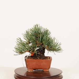 盆栽 特選：五葉松* 一点物　現品 ごようまつ　ゴヨウマツ　Goyoumatsu bonsai ミニ盆栽