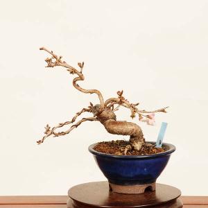 盆栽：特選糸魚川真柏 現品* しんぱく シンパク Shinpaku bonsai 大品