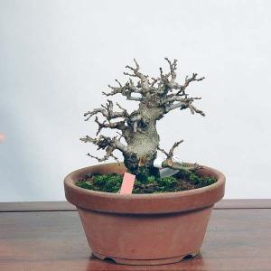 小品盆栽：いわしで　現品*イワシデ　Iwashidei送料無料｜y-bonsai