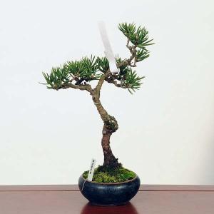 盆栽：寸梢黒松　現品*くろまつ　クロマツ Pinus thunbergii　Kuromatsu bonsai 中品盆栽｜y-bonsai