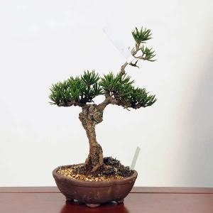 盆栽：寸梢黒松　現品*くろまつ　クロマツ Pinus thunbergii　Kuromatsu bonsai 中品盆栽｜y-bonsai