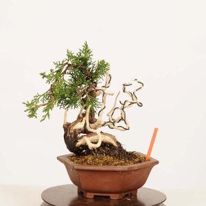 盆栽：特選糸魚川真柏 現品* しんぱく　シンパク Sabina chinesis　Shinpaku bonsai 小品盆栽