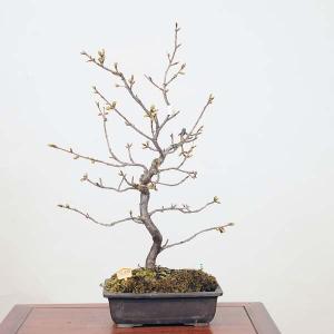 中品盆栽：河津桜*現品 かわつ　sakura｜y-bonsai