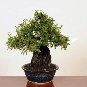 盆栽：磯山椒石付(いそざんしょう)現品*サンショウ　Isozansyo　Osreomeles anthyllidifolia var. subrotunda中品盆栽｜y-bonsai