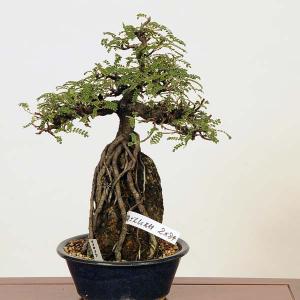 盆栽：磯山椒石付(いそざんしょう)現品*サンショウ　Isozansyo　Osreomeles anthyllidifolia var. subrotunda中品盆栽｜y-bonsai