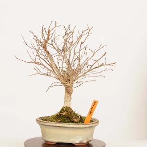 盆栽：欅(けやき)　現品*一点物 ケヤキ Zelkova serrata　Keyaki bonsai 小品盆栽
