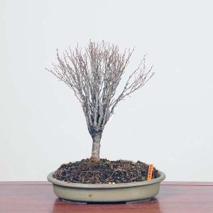 中品盆栽：特選欅(けやき)　現品*ケヤキ　Keyaki bonsai｜y-bonsai