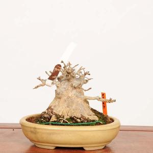 盆栽　特選：楓　現品*一点物 かえで　カエデ　Kaede bonsai Acer 中品盆栽