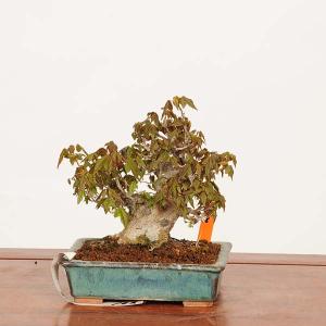 盆栽　特選：楓　現品*一点物 かえで　カエデ　Kaede bonsai Acer 小品盆栽