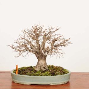 盆栽　特選：欅(けやき)　現品*一点物 ケヤキ Zelkova serrata　Keyaki bonsai 中品盆栽