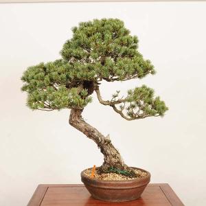盆栽 特選：五葉松* 現品 一点物 ごようまつ ゴヨウマツ Goyoumatsu bonsai 大品盆栽 大型ヤマト便配送
