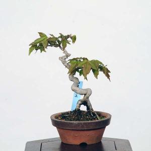 ミニ盆栽：楓　現品*かえで　カエデ　Kaede｜y-bonsai