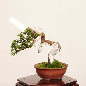 盆栽：特選糸魚川真柏 現品* しんぱく　シンパク Sabina chinesis　Shinpaku bonsai ミニ盆栽