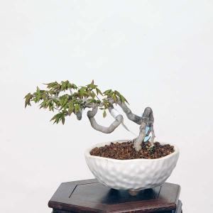 小品盆栽：楓　現品*かえで　カエデ　Kaede｜y-bonsai