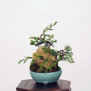 小品盆栽：糸魚川真柏石付　 現品*シンパク　しんぱく　Shinpaku｜y-bonsai