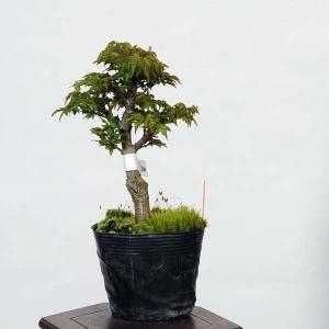 盆栽素材苗：獅子頭(シシガシラ)紅葉　現品　*もみじ　モミジ　Acer momiji bonsai  小品盆栽｜y-bonsai