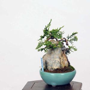 小品盆栽:糸魚川真柏石付 現品*シンパク しんぱ...の商品画像