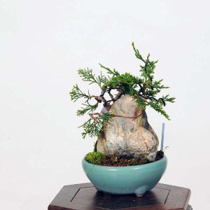 小品盆栽:糸魚川真柏石付 現品*シンパク しん...の詳細画像1