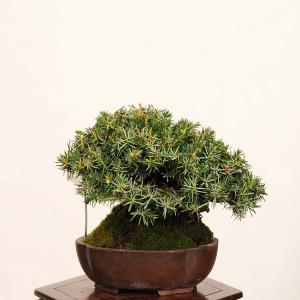 盆栽 特選:杜松(としょう) 現品*トショウ ...の詳細画像1