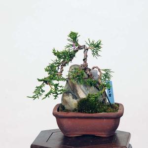 小品盆栽:糸魚川真柏石付 現品*シンパク しんぱ...の商品画像