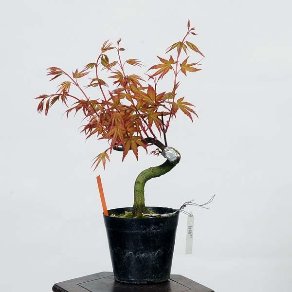 盆栽素材苗：曙紅葉　現品　*もみじ　モミジ　Acer momiji bonsai  小品盆栽